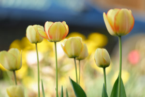 Yellow tulips, Tulipa hybrid, Yellow tulips, Tulipa hybrid,